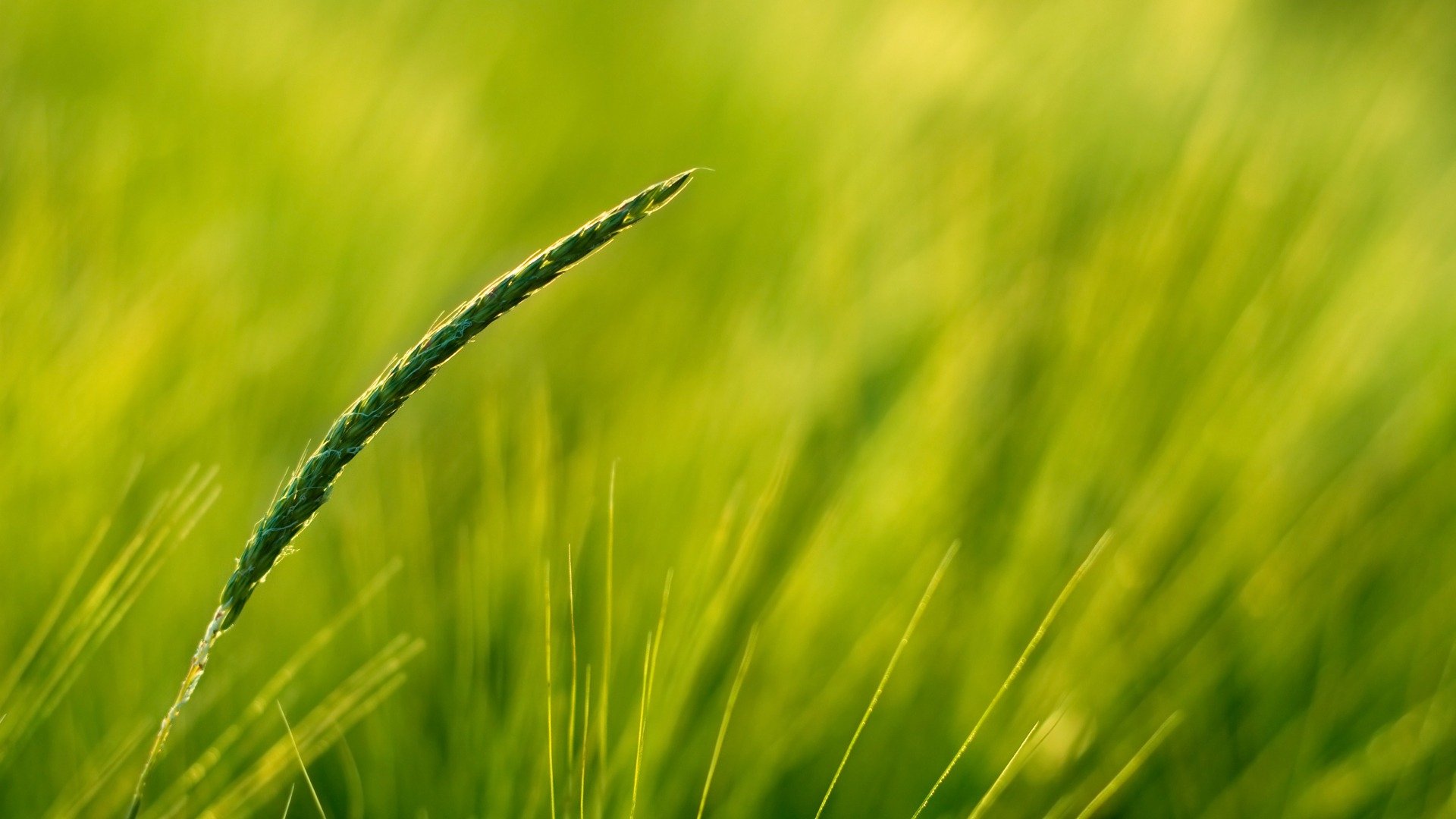 épi champ verdure