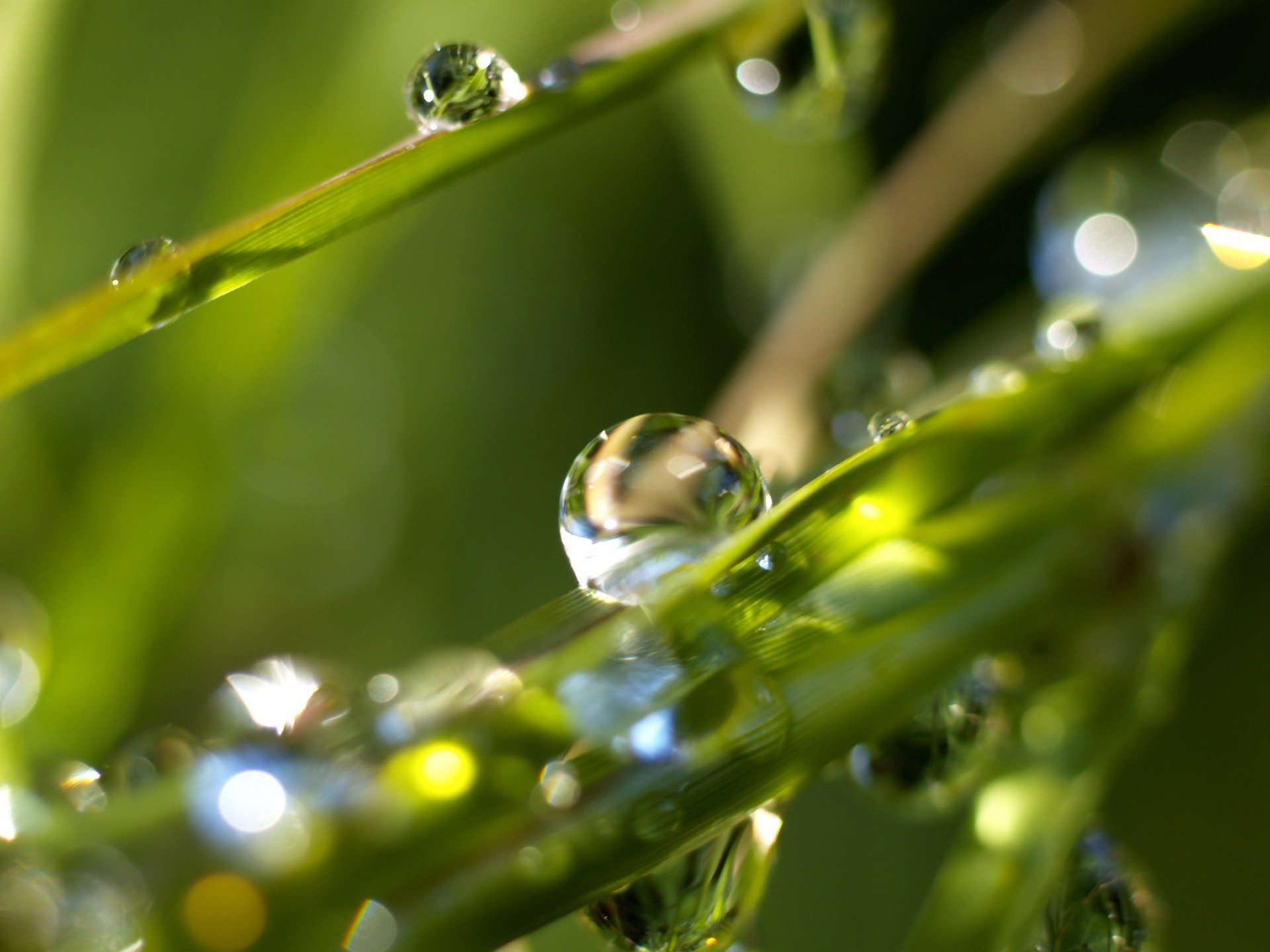 morning rosa grass drop