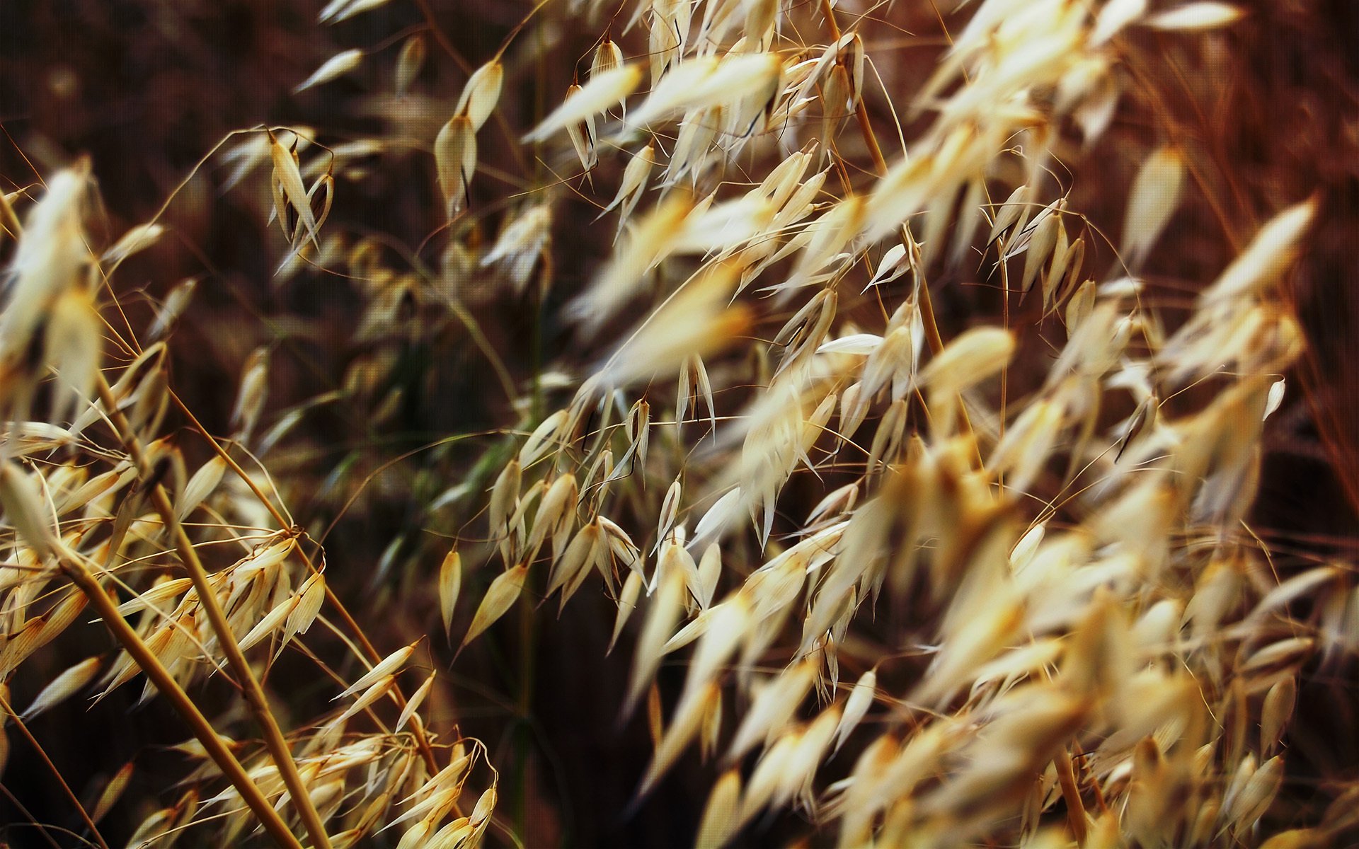 macro piante secco erba campo