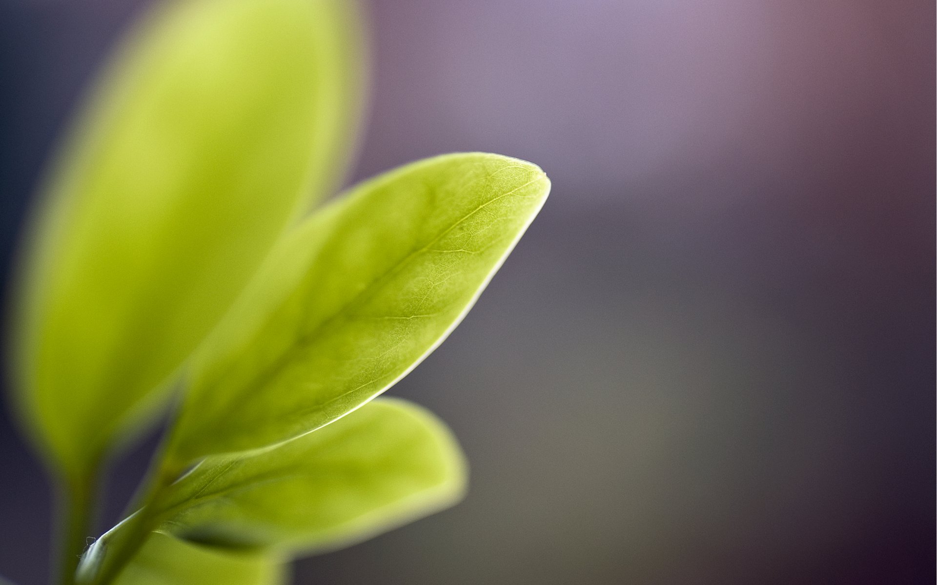 fiore foglie vene steli