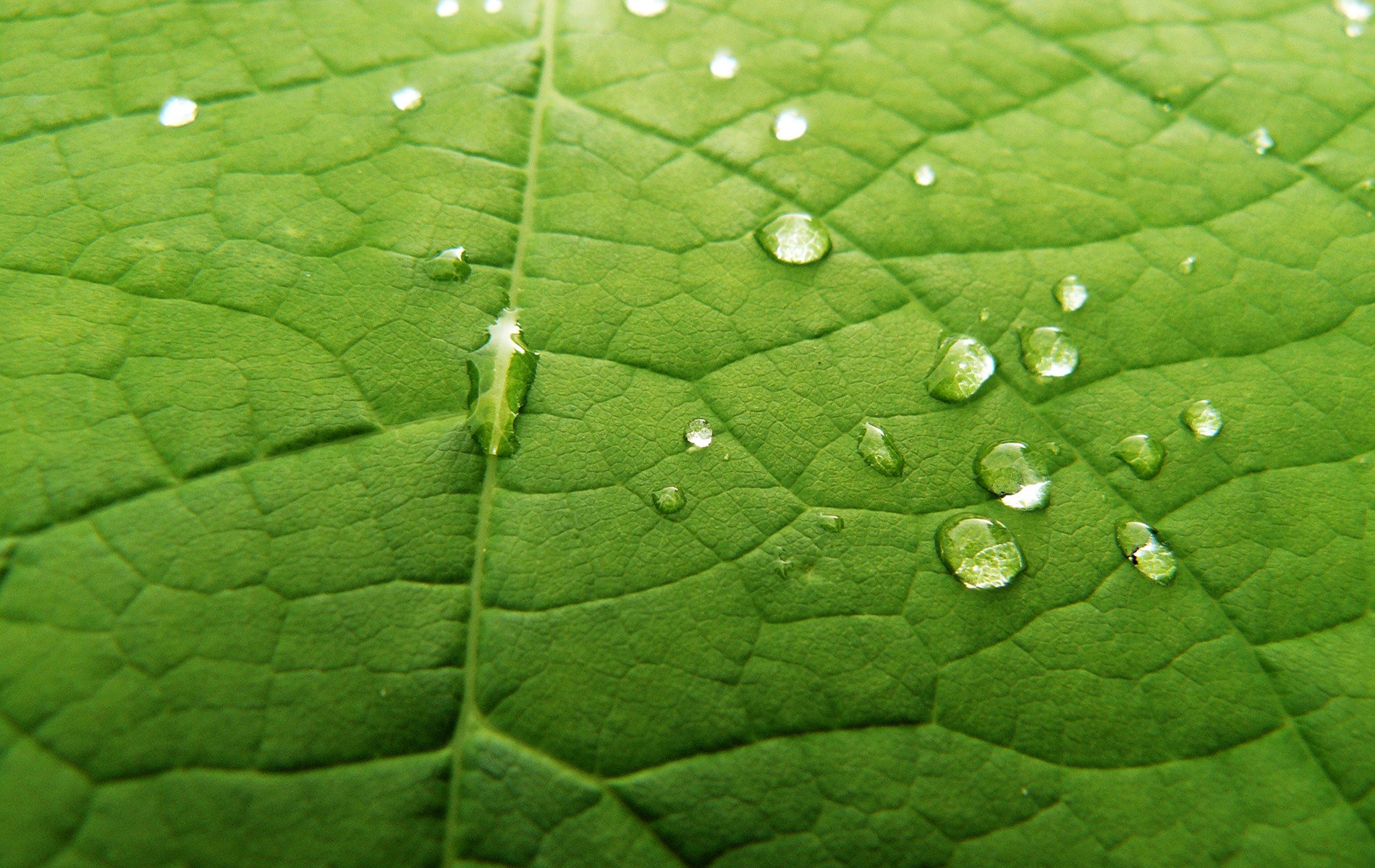 el corpiño es verde gotas hoja