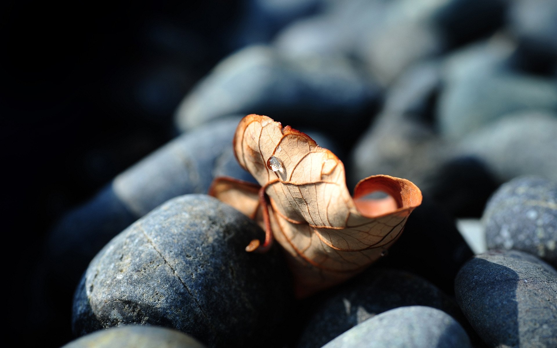 beauty macro stones leave