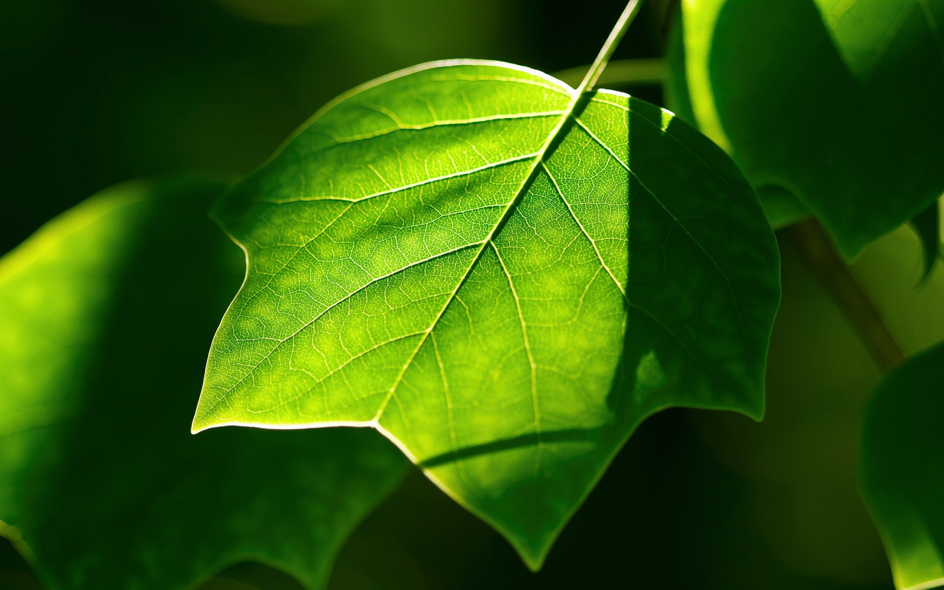 hoja verde plantas