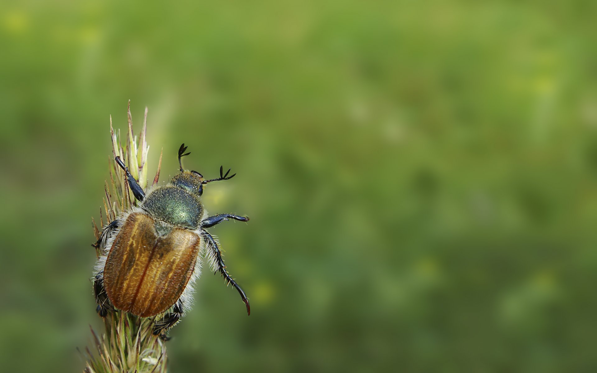 beetle green hi minimalism