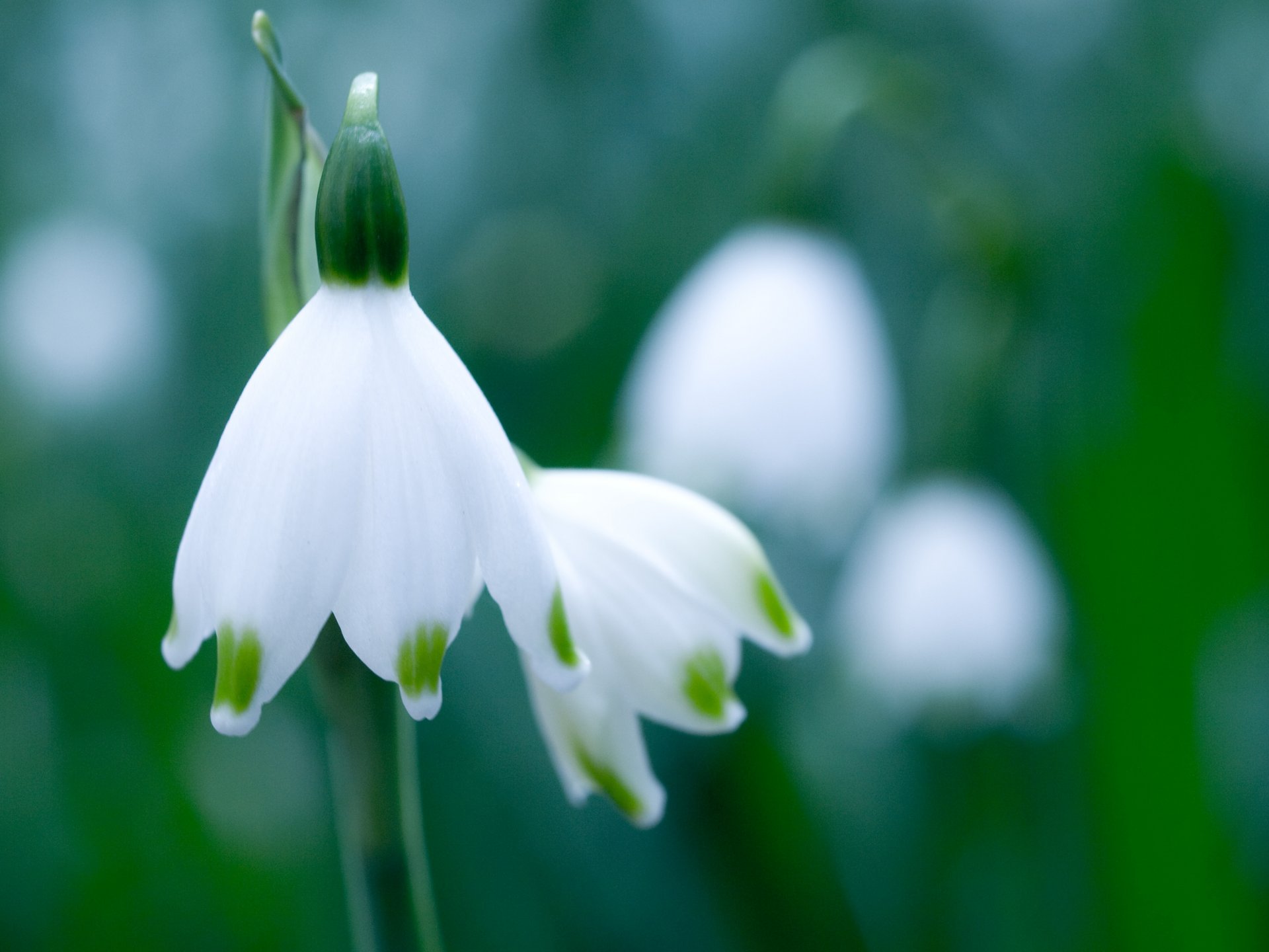 white flower snowdrop green spring close up