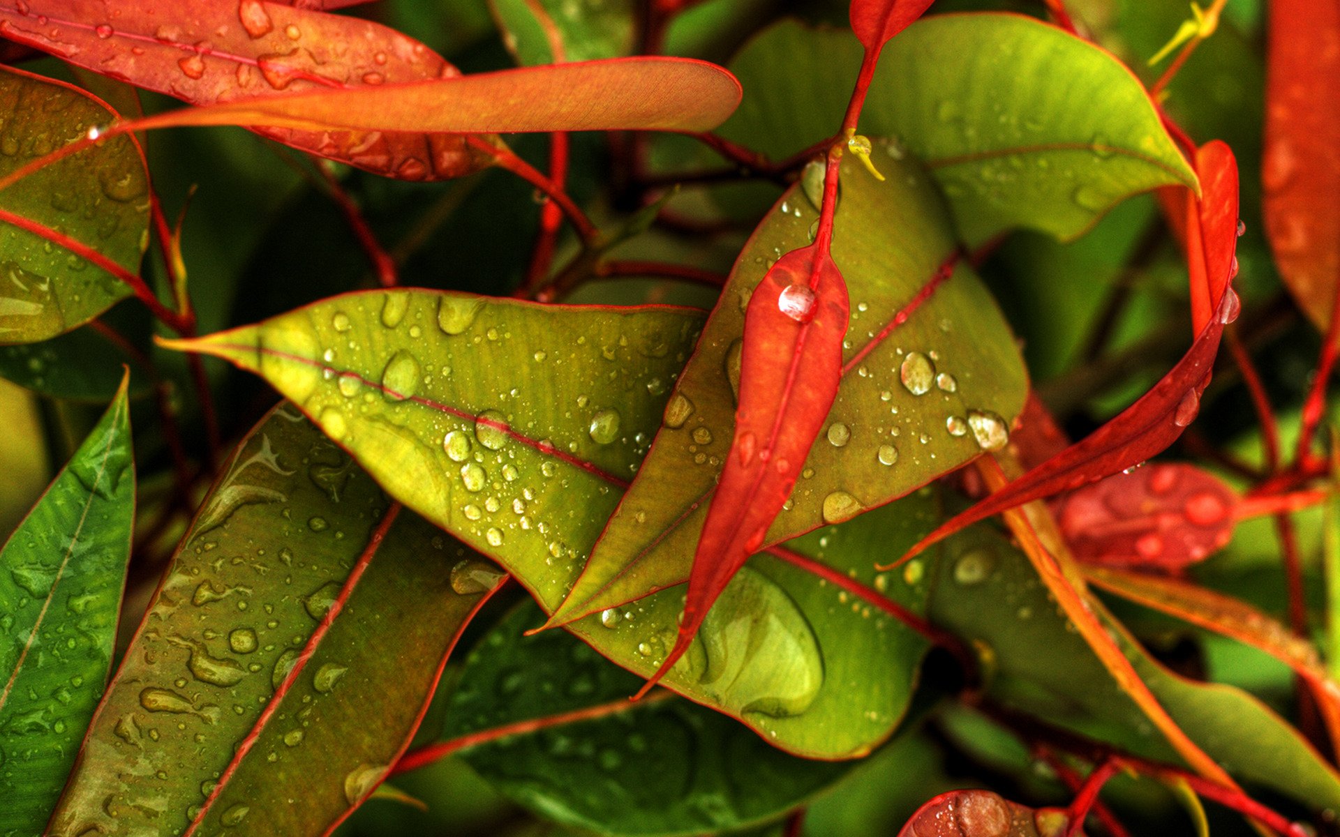 feuilles gouttelettes automne