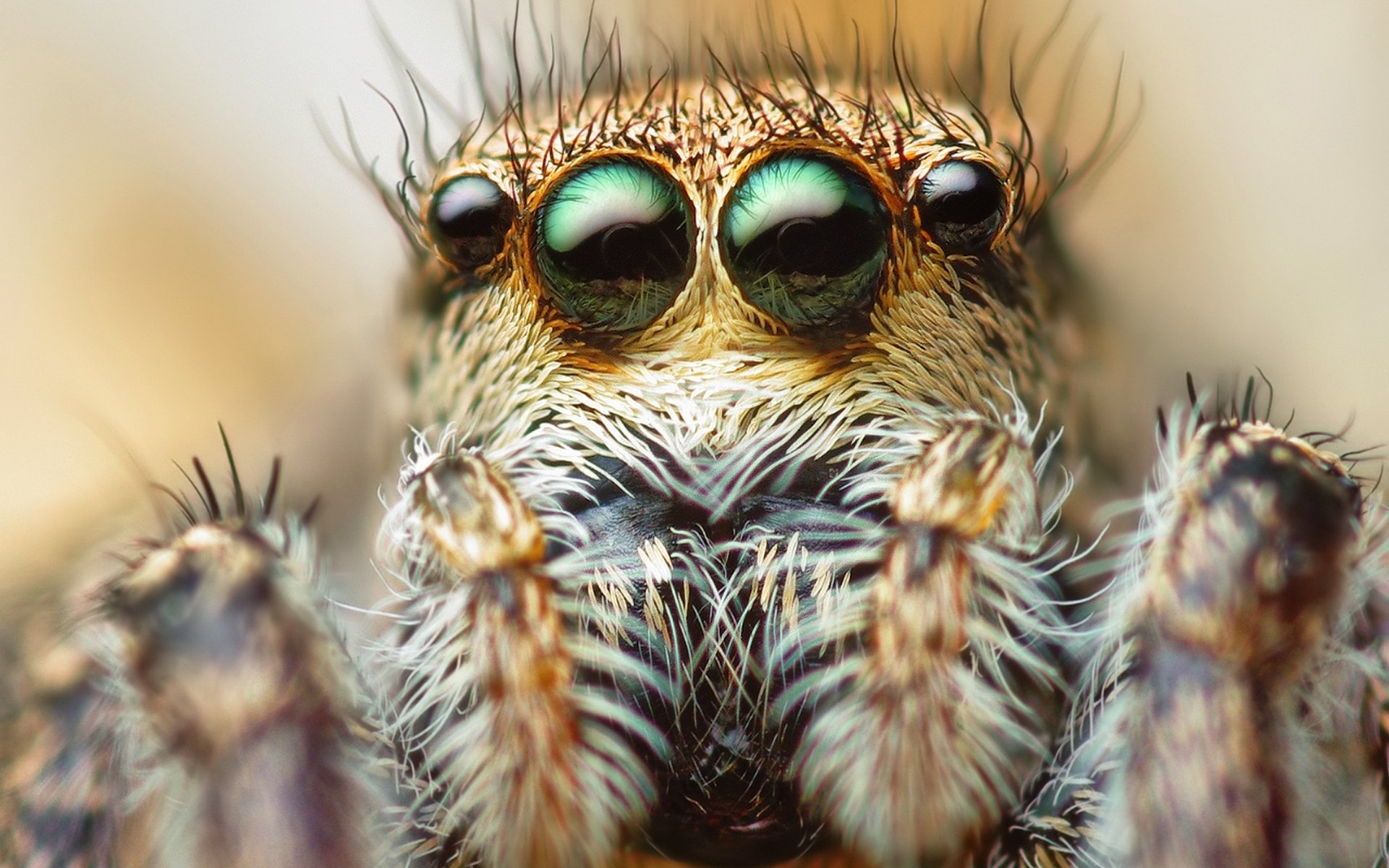 pider eyes hairs close up