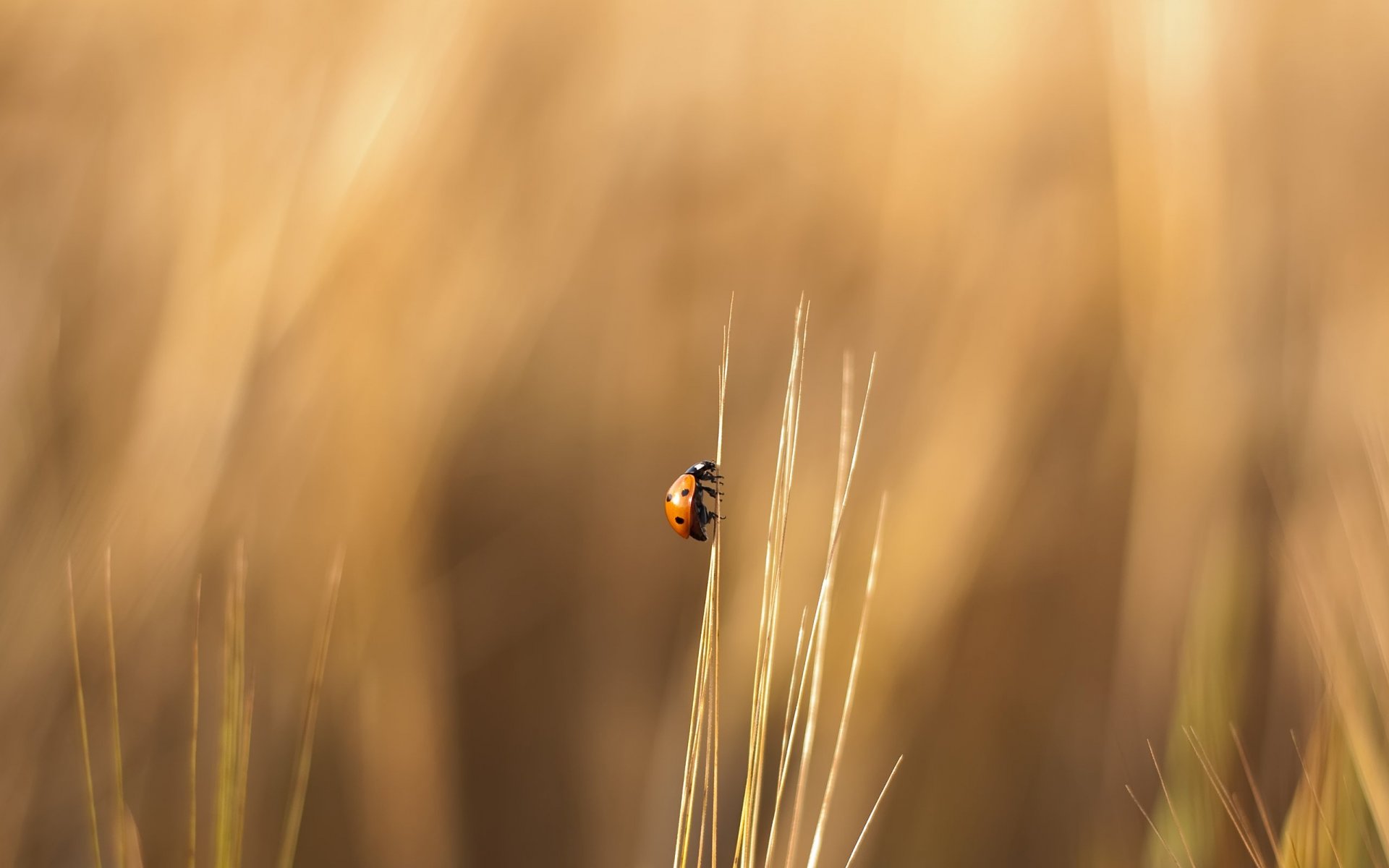 erba coccinella strisciante