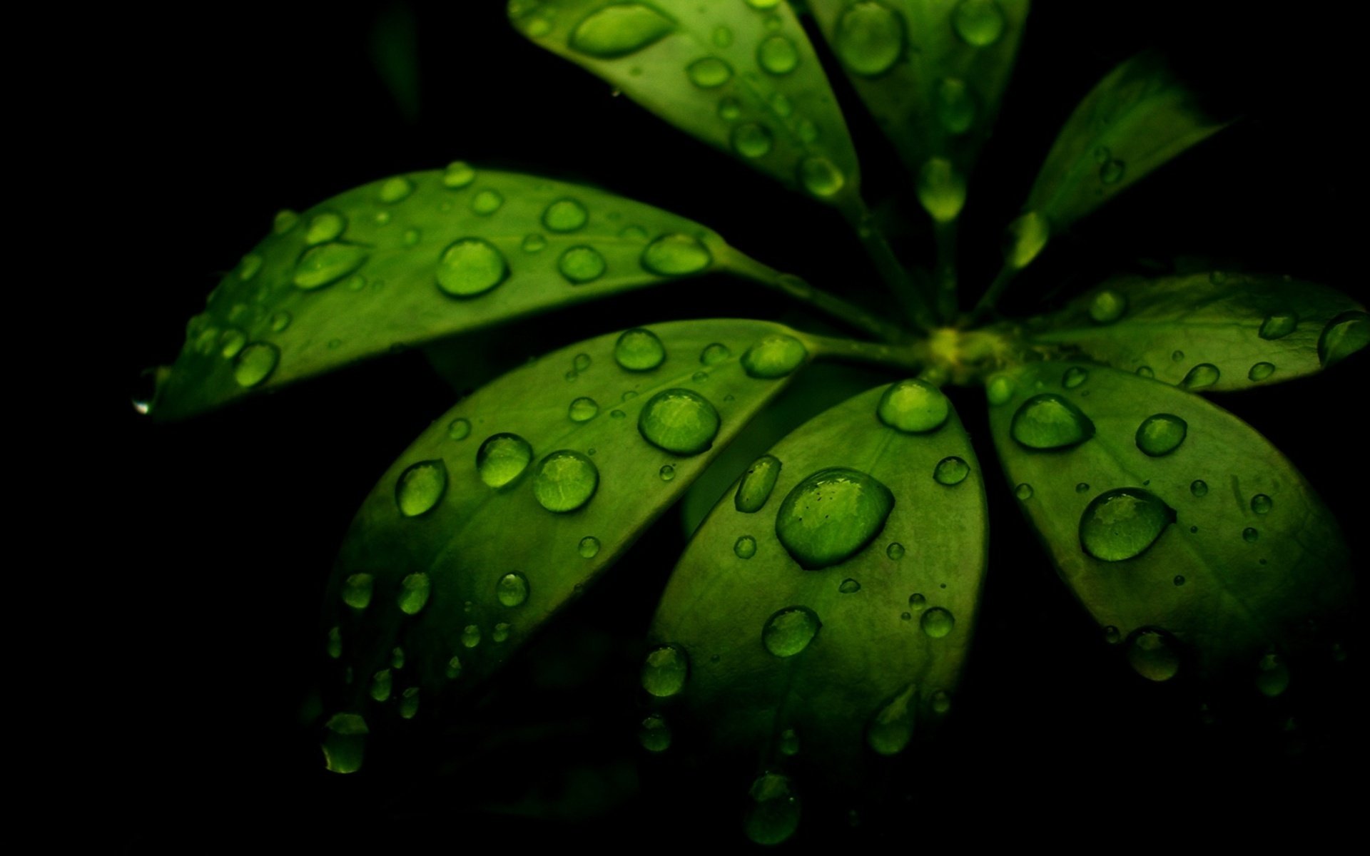 blatt schattierung tropfen tau