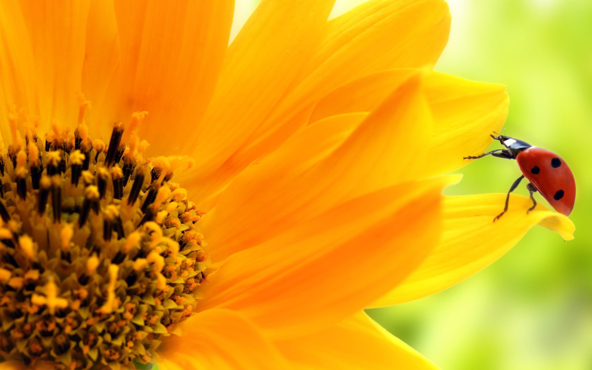 girasol naturaleza macro