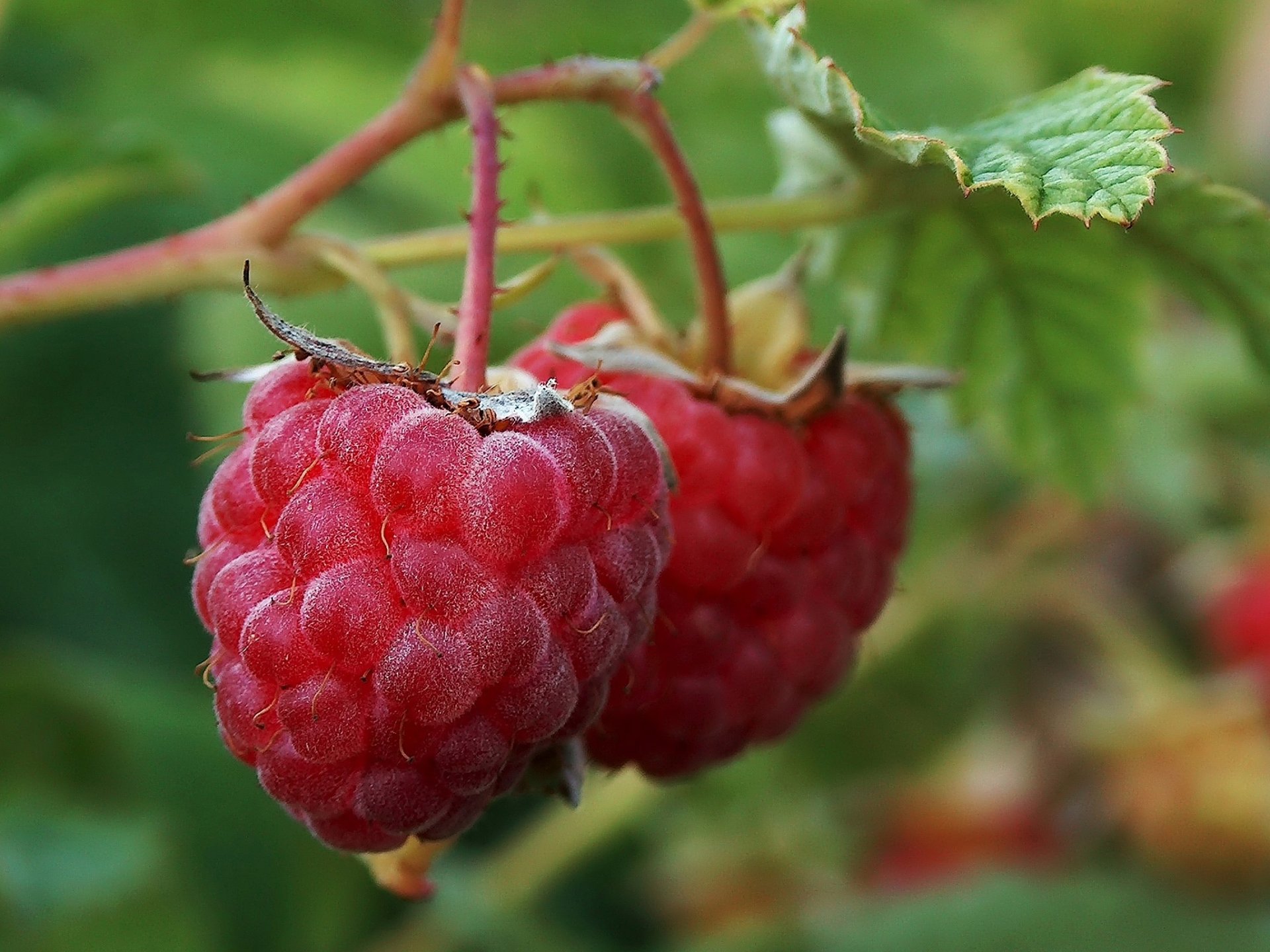 raspberry bush leaves berry