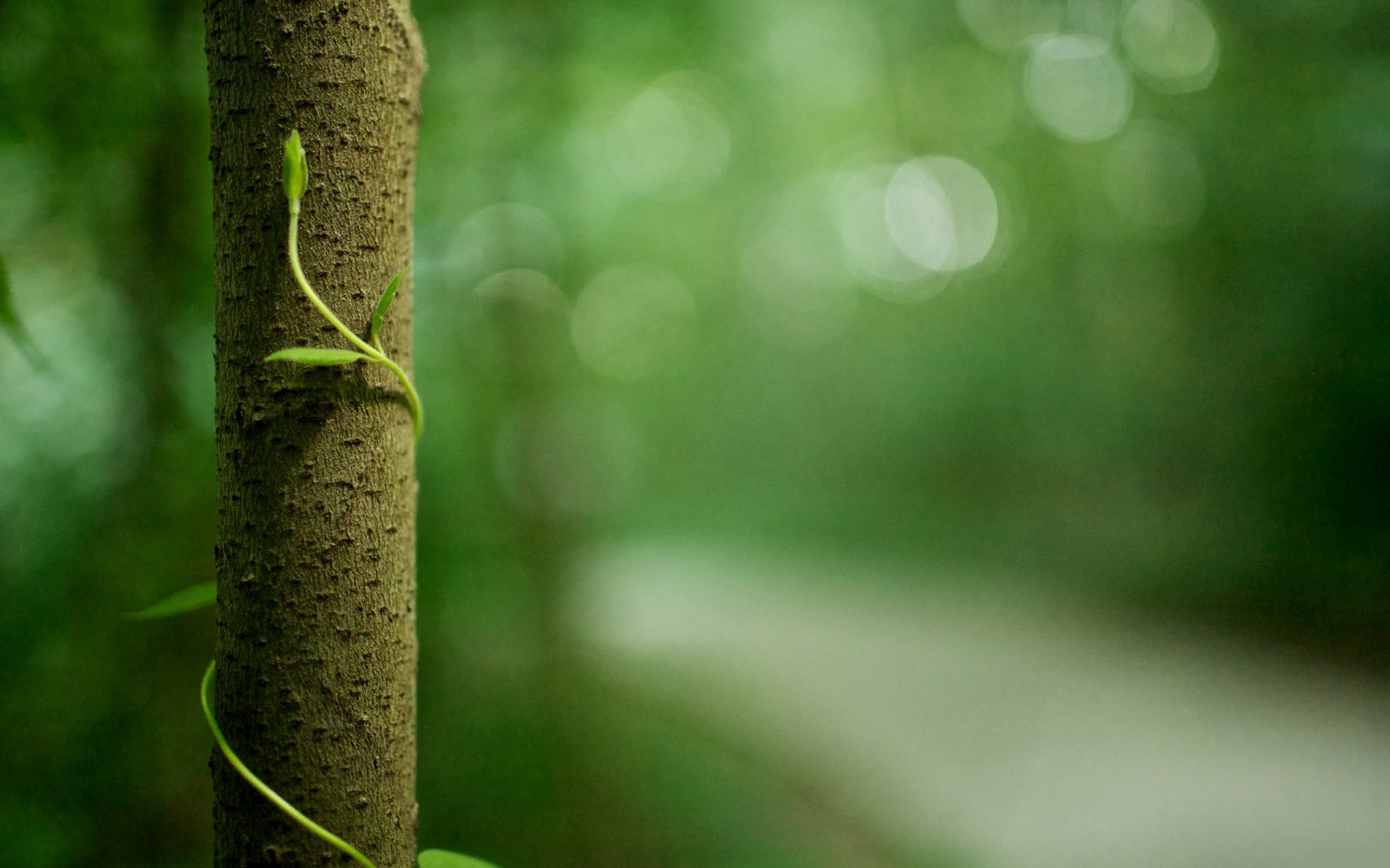 natur bäume stamm laub pflanzen grüns leben makro rinde wald naturschutzgebiet bäume grün makrofoto