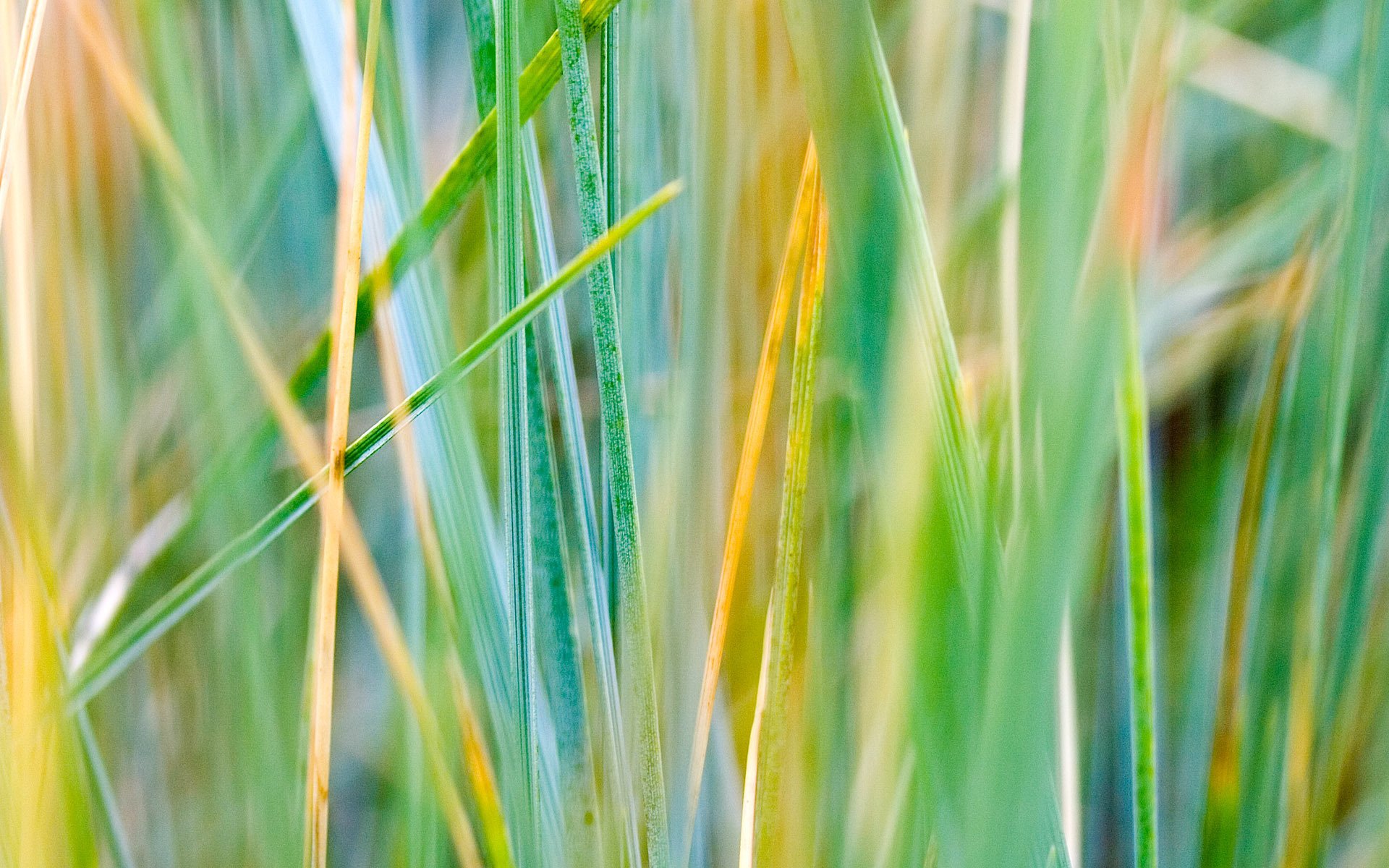 erba verde multicolore autunno