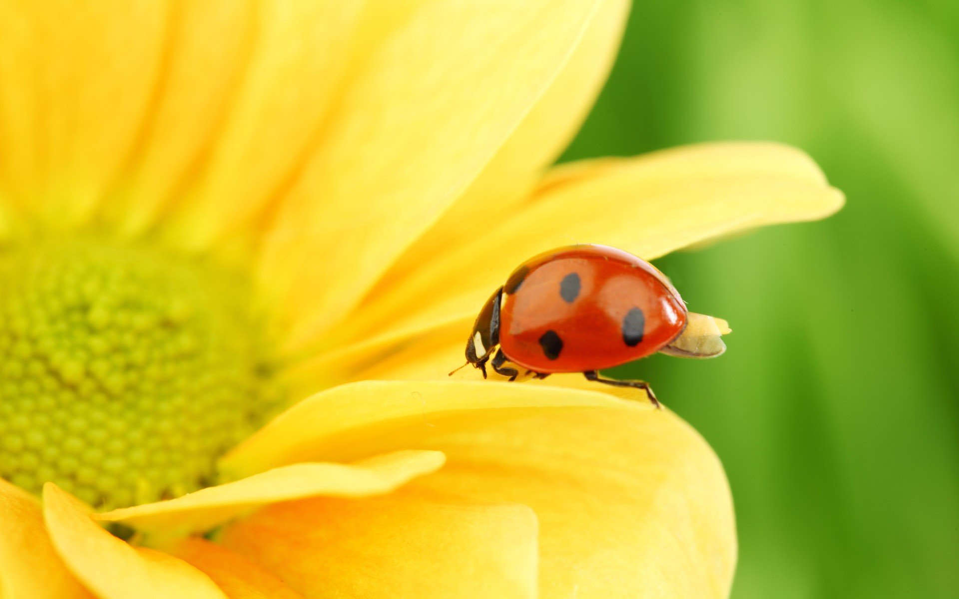 tournesol nature gros plan