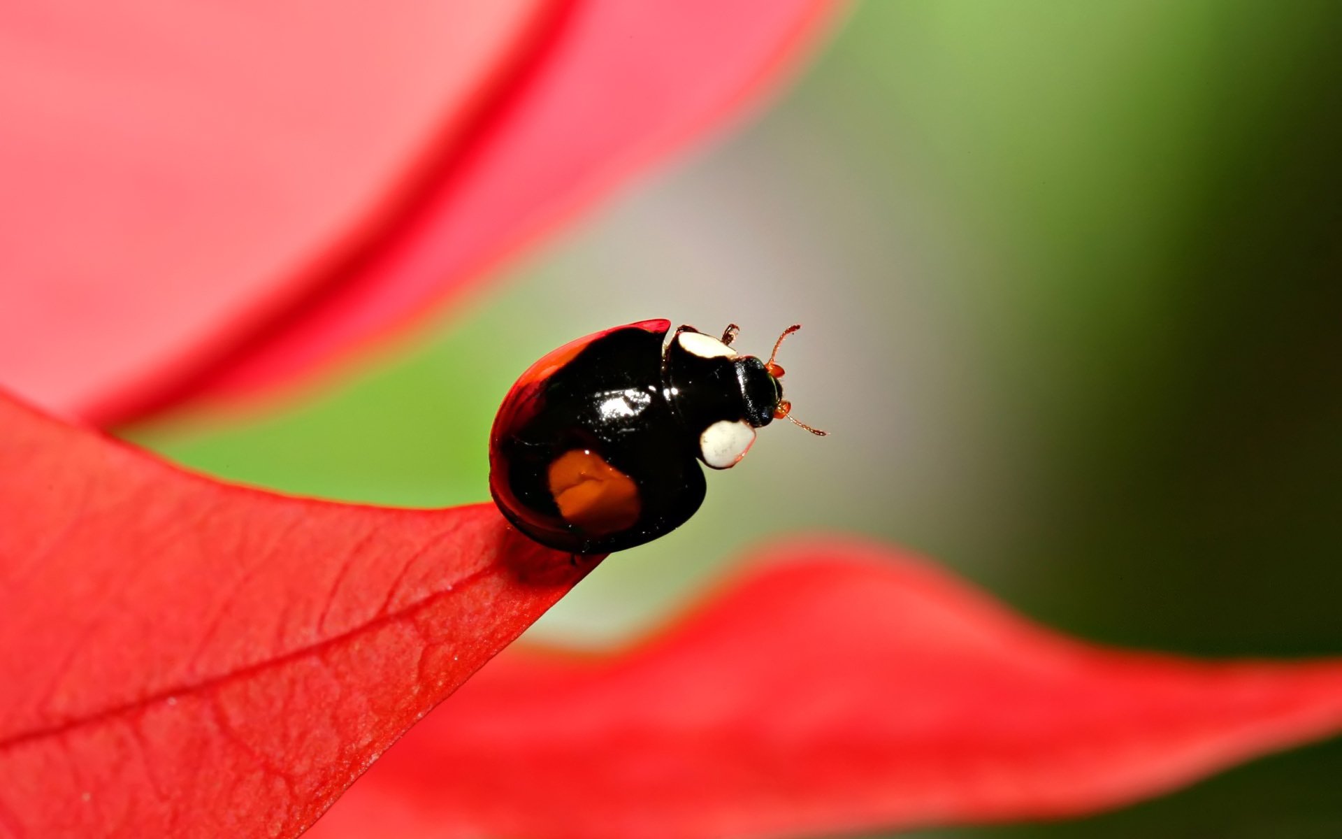 coccinella fogliame sfocatura