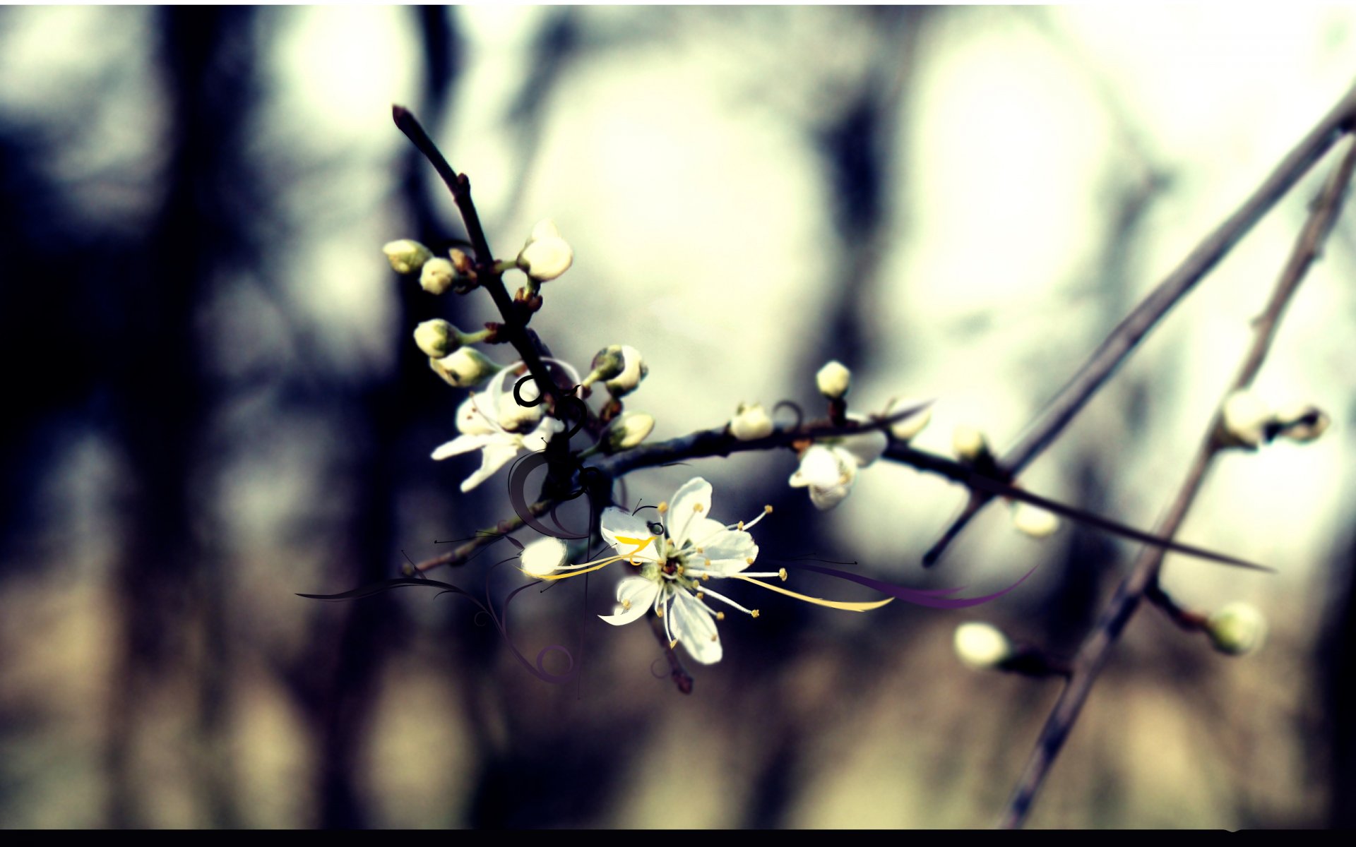 branch bloom cherry forest line