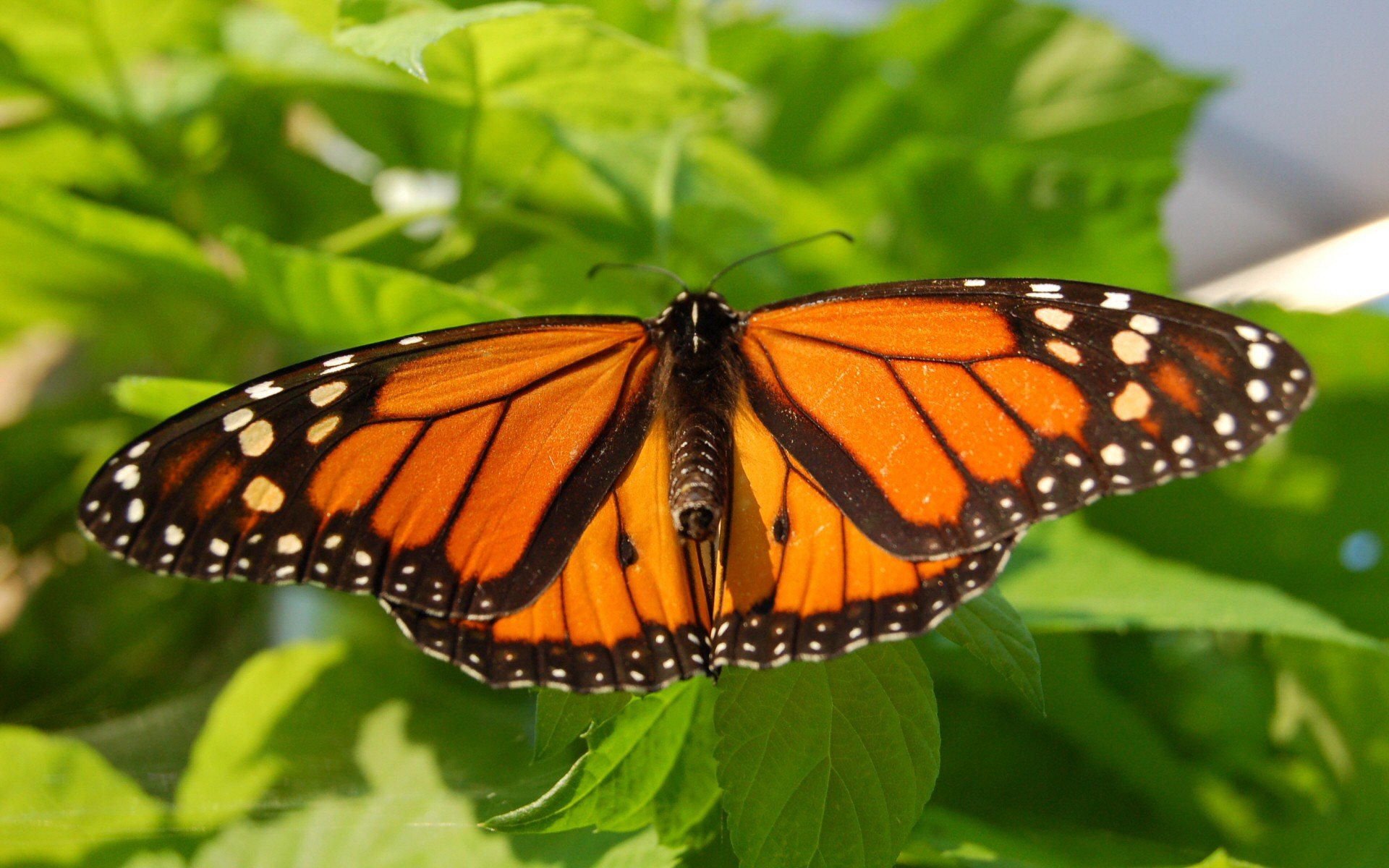 papillon de nuit feuillage été