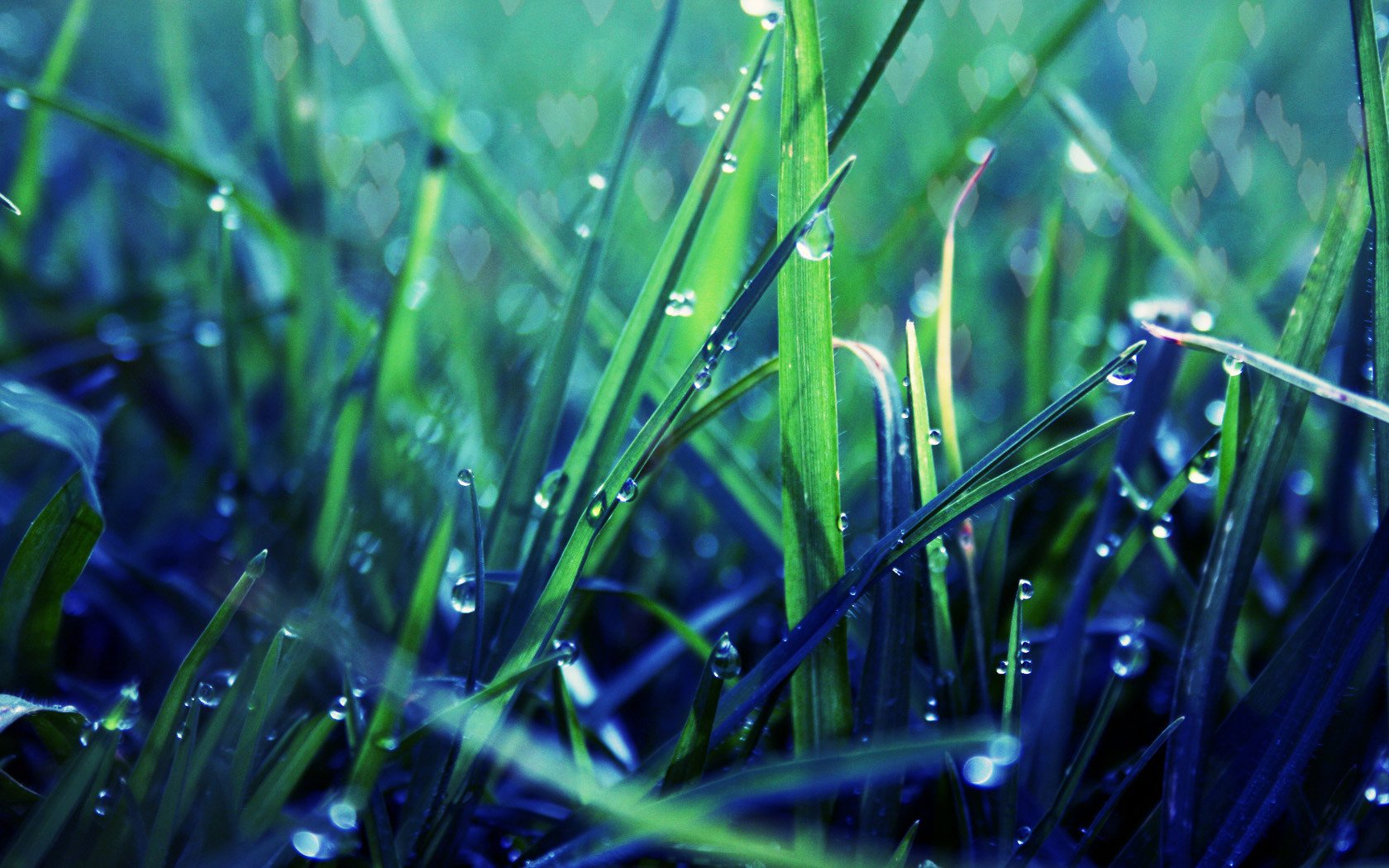 macro hierba césped vegetación gotas rocío