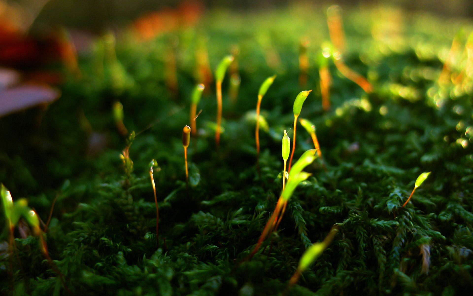 mousse plante.évasions vie renaissance