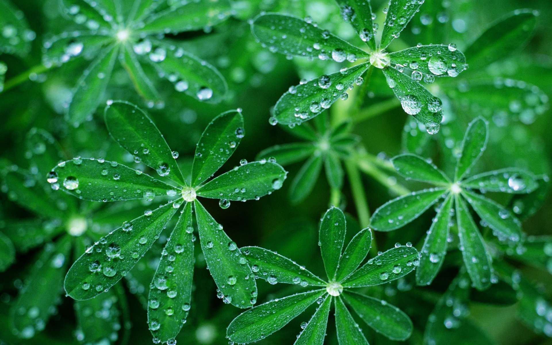 grass umbrellas drops russia green