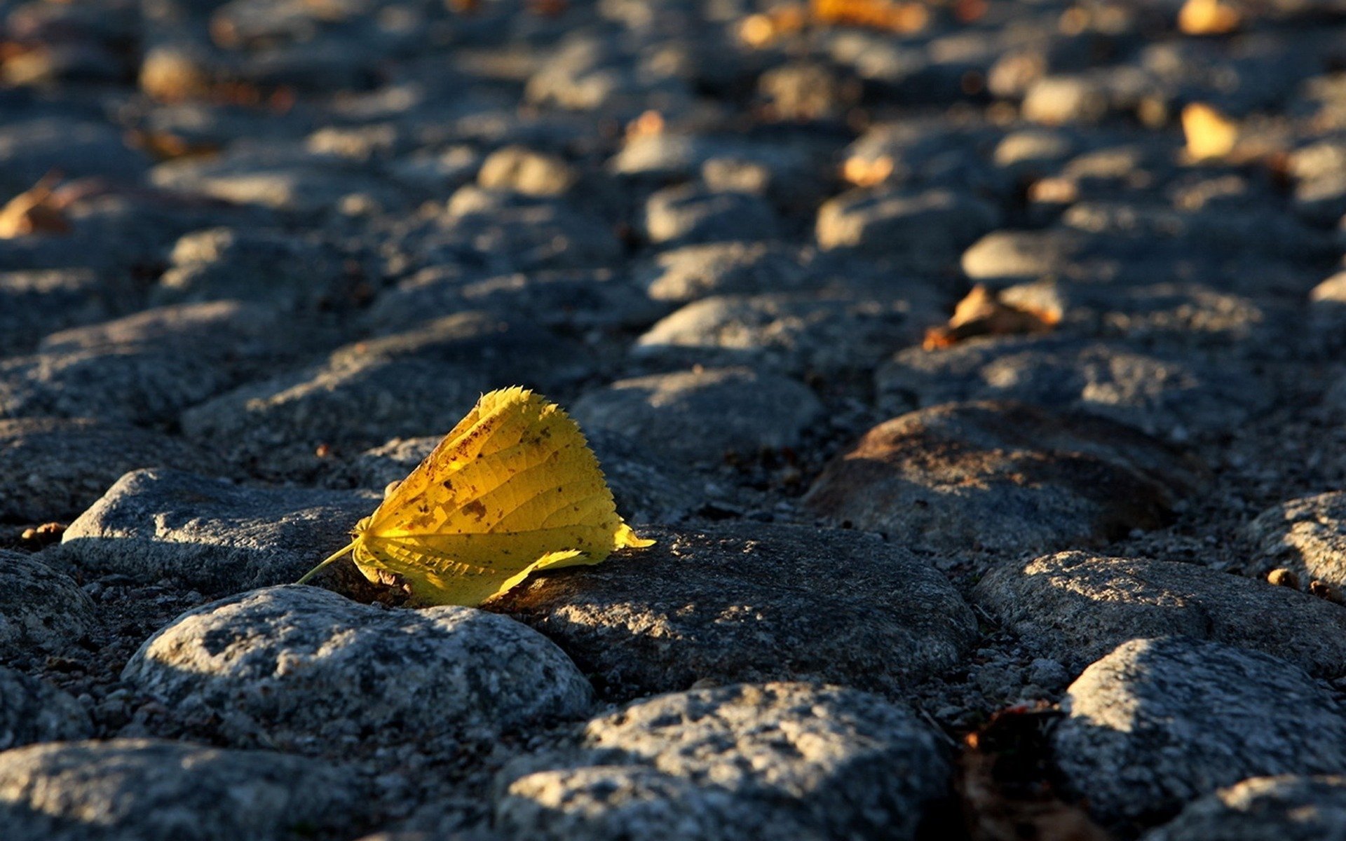 feuille automne pavé pavé