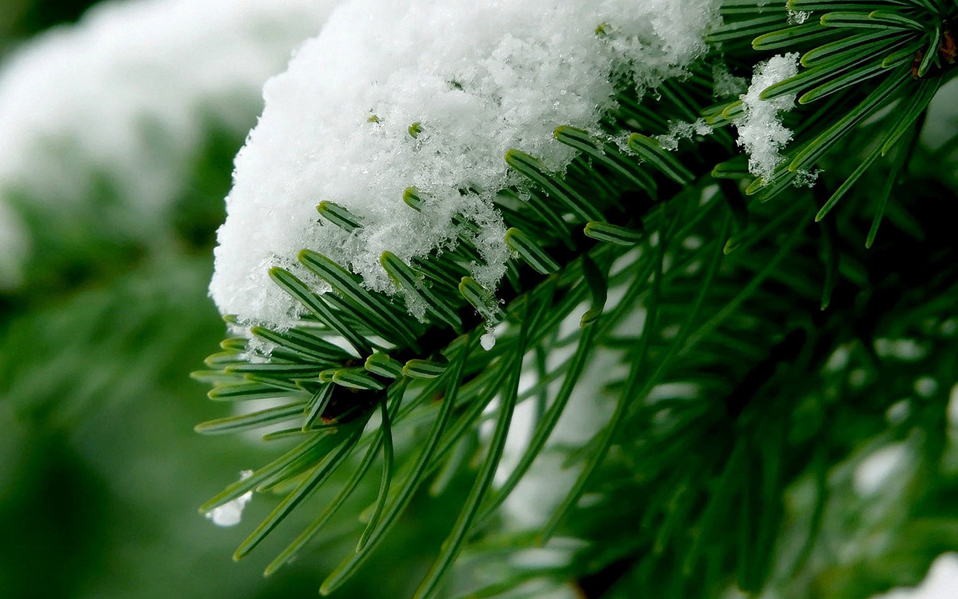 forêt aiguilles branche neige hiver gros plan