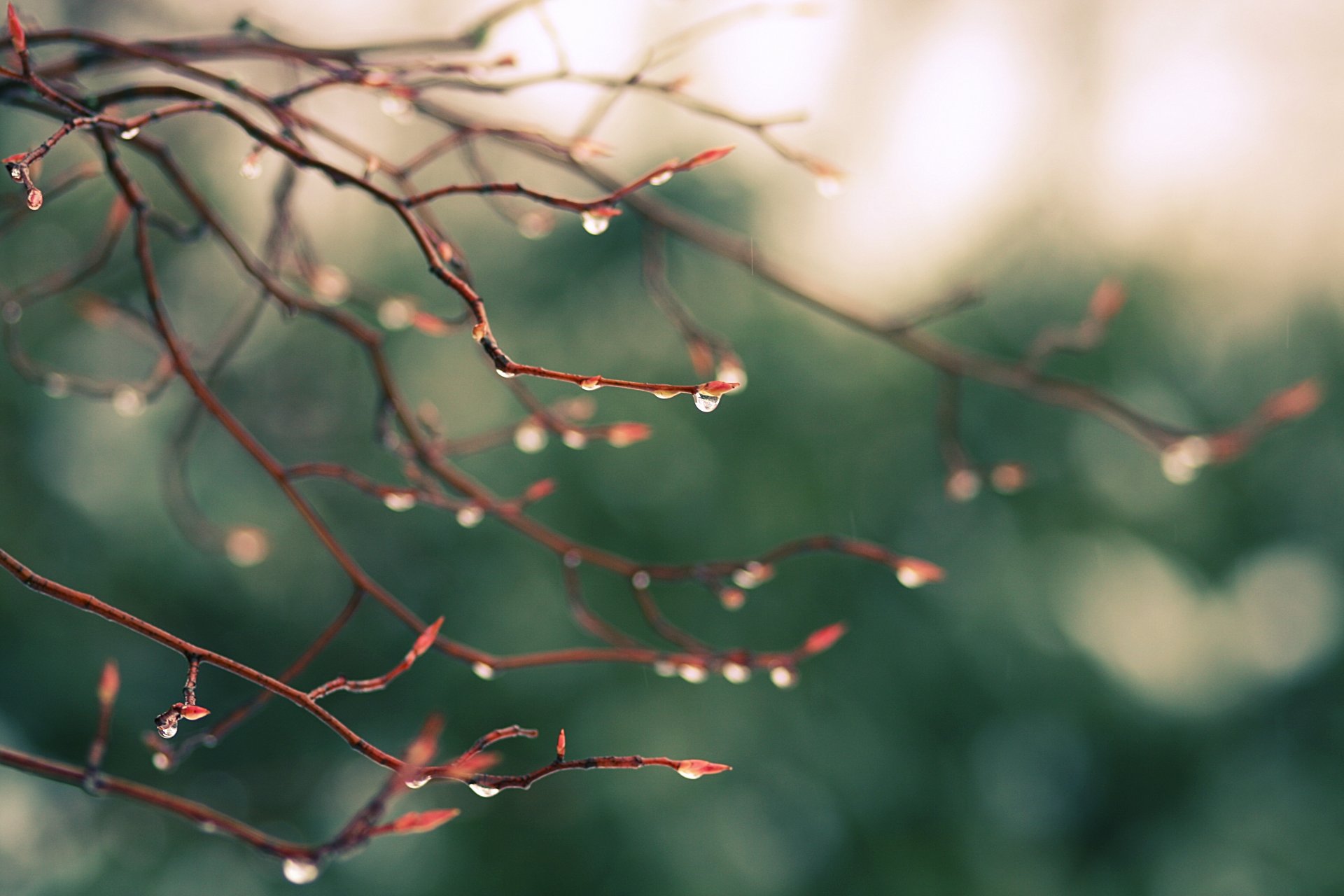 branches gouttes pluie verdure nature éblouissement gros plan