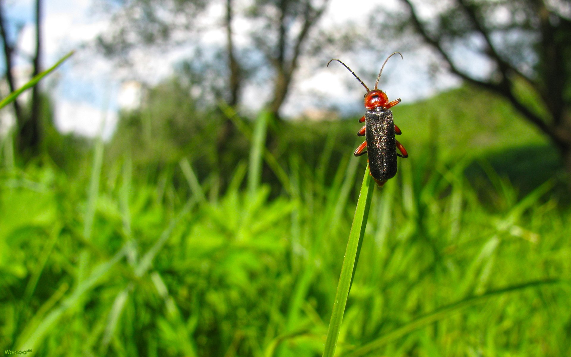 beetle nature grass sky clouds close up insect