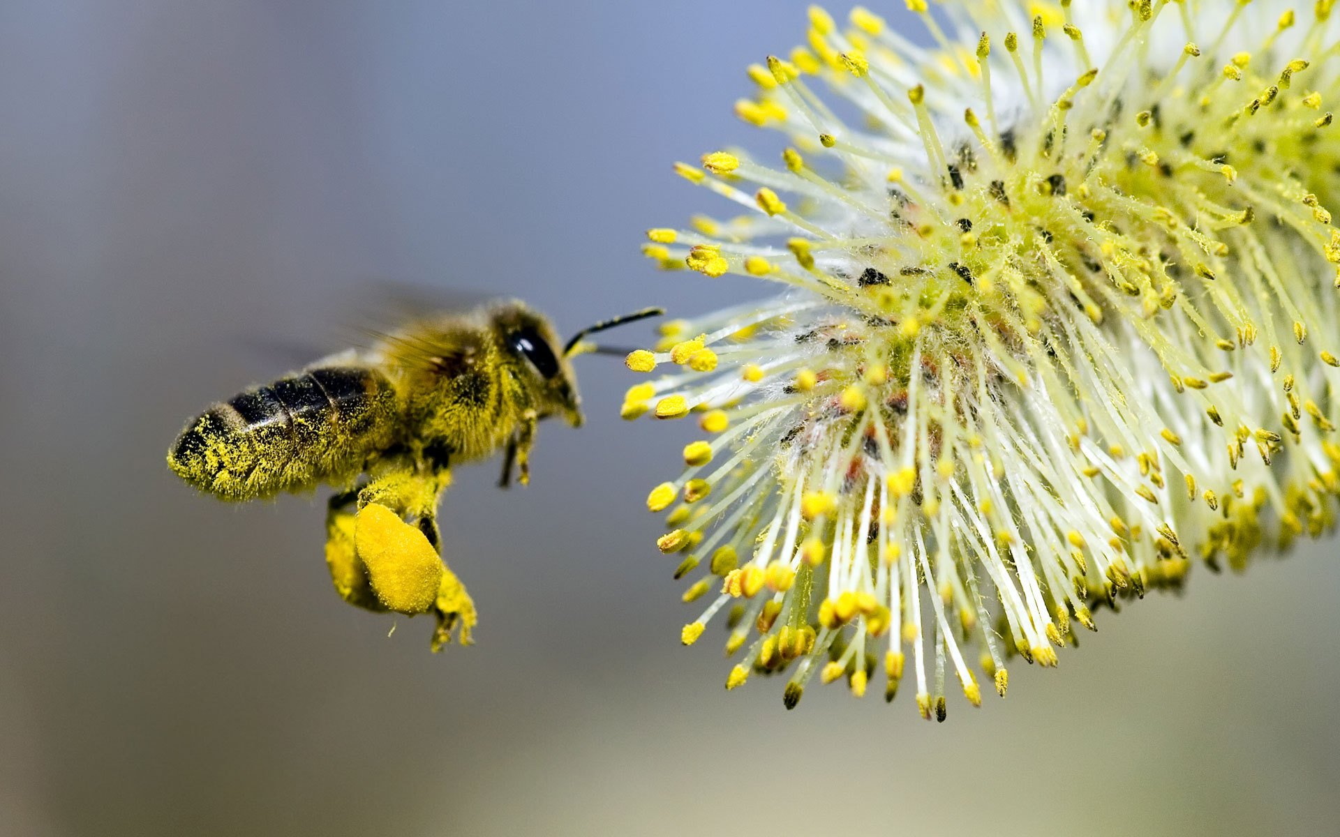 abeille pollinisation fleur