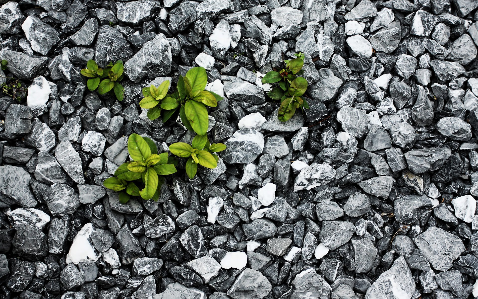 pierres plante feuilles lutte survie