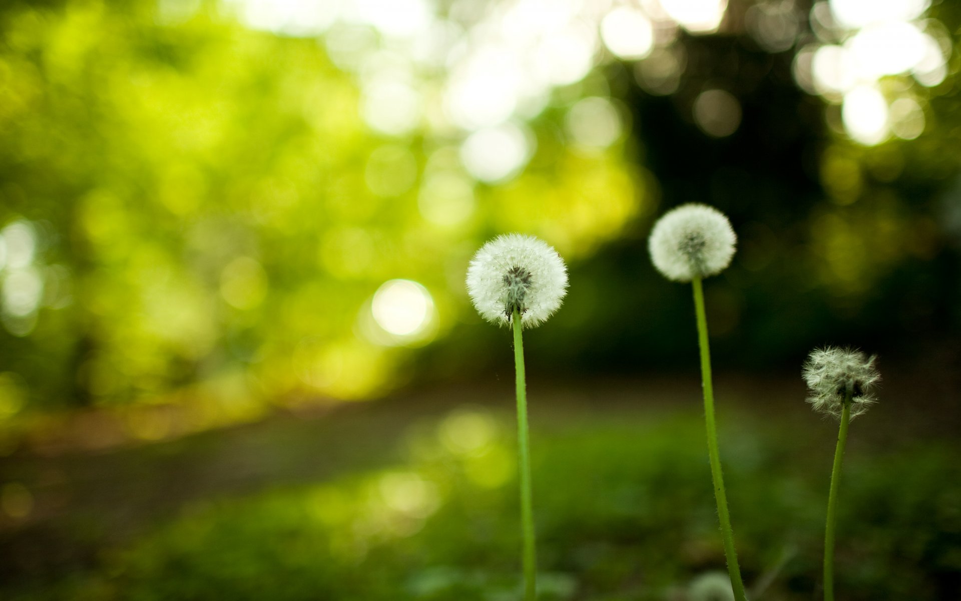 löwenzahn natur blumen