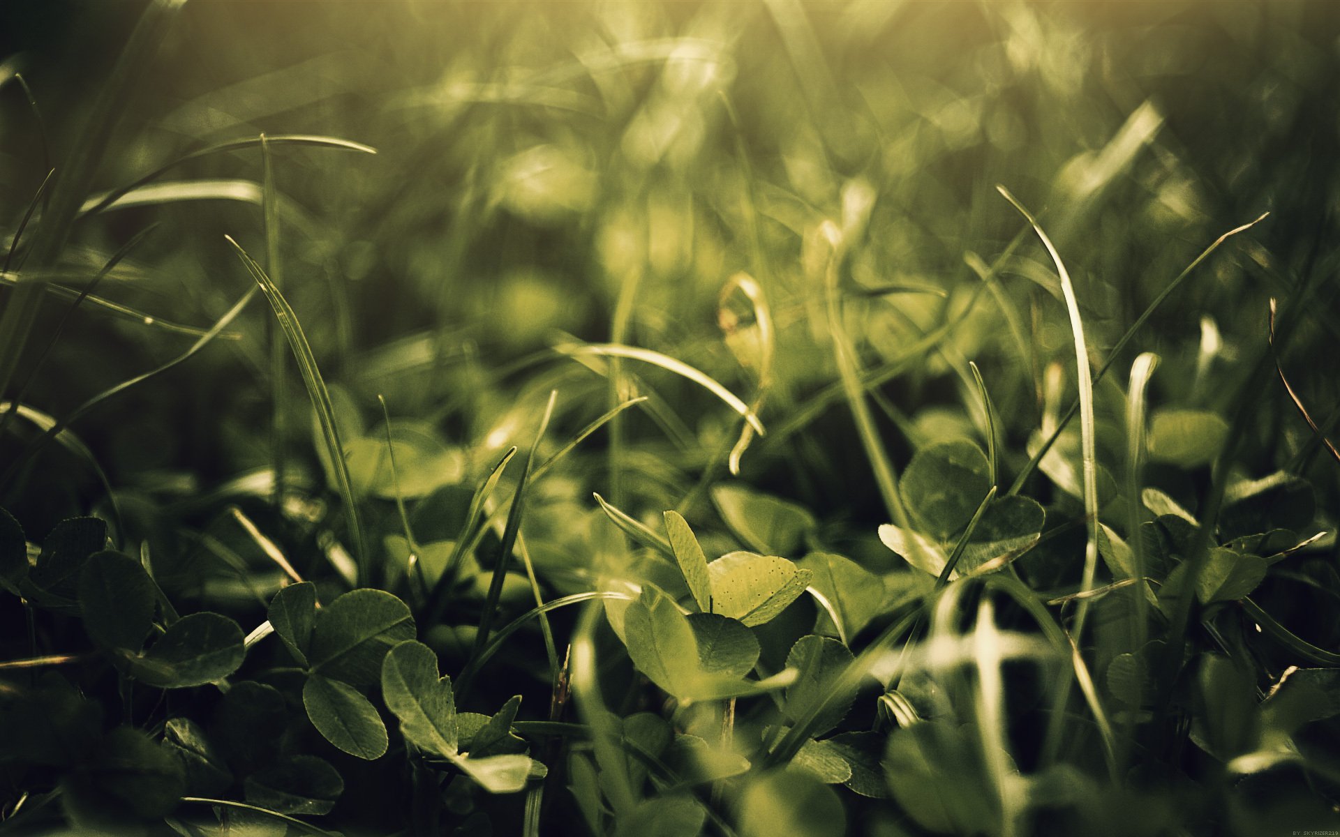 herbe nature ciel