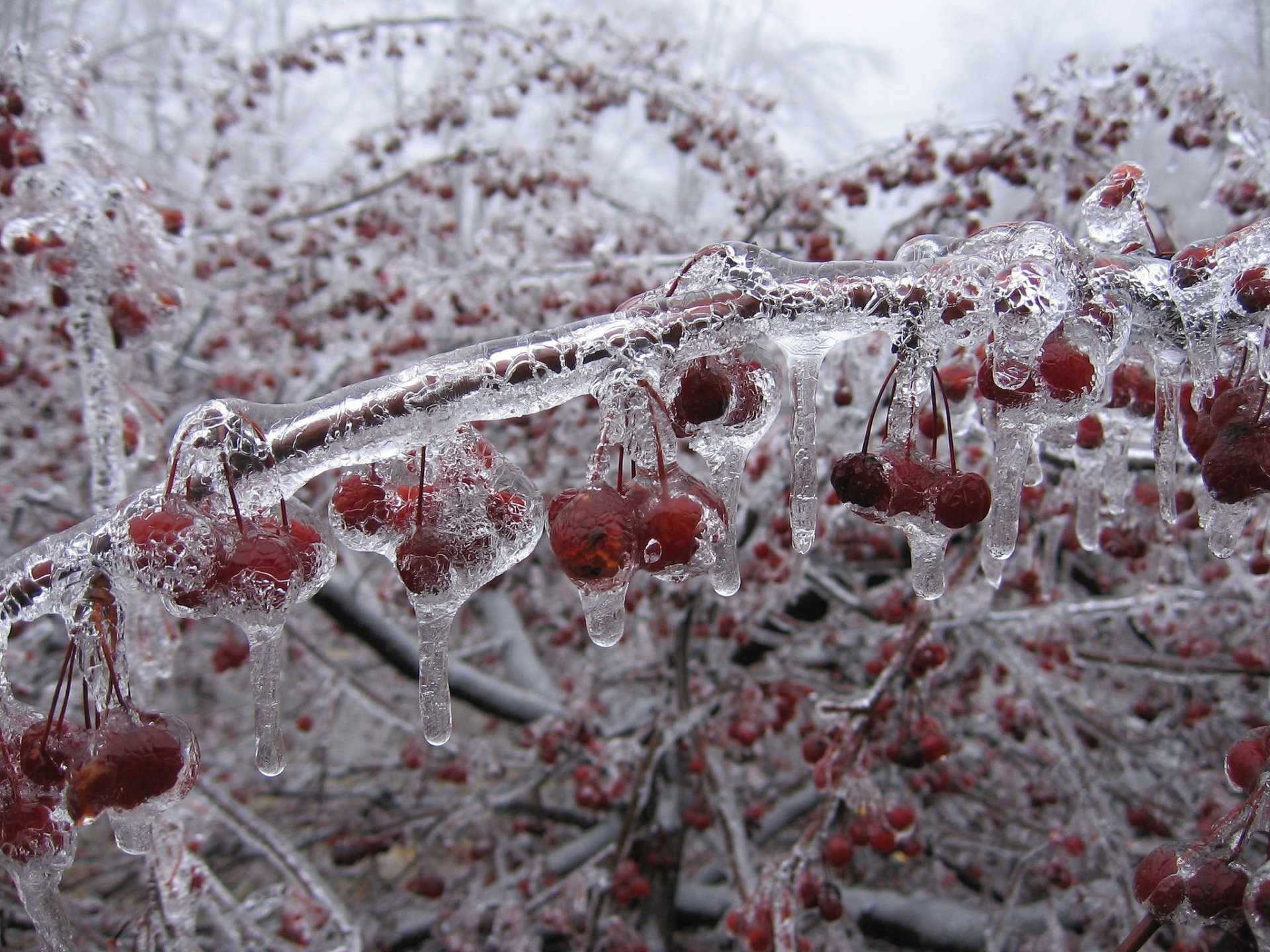 invierno cerezas hielo