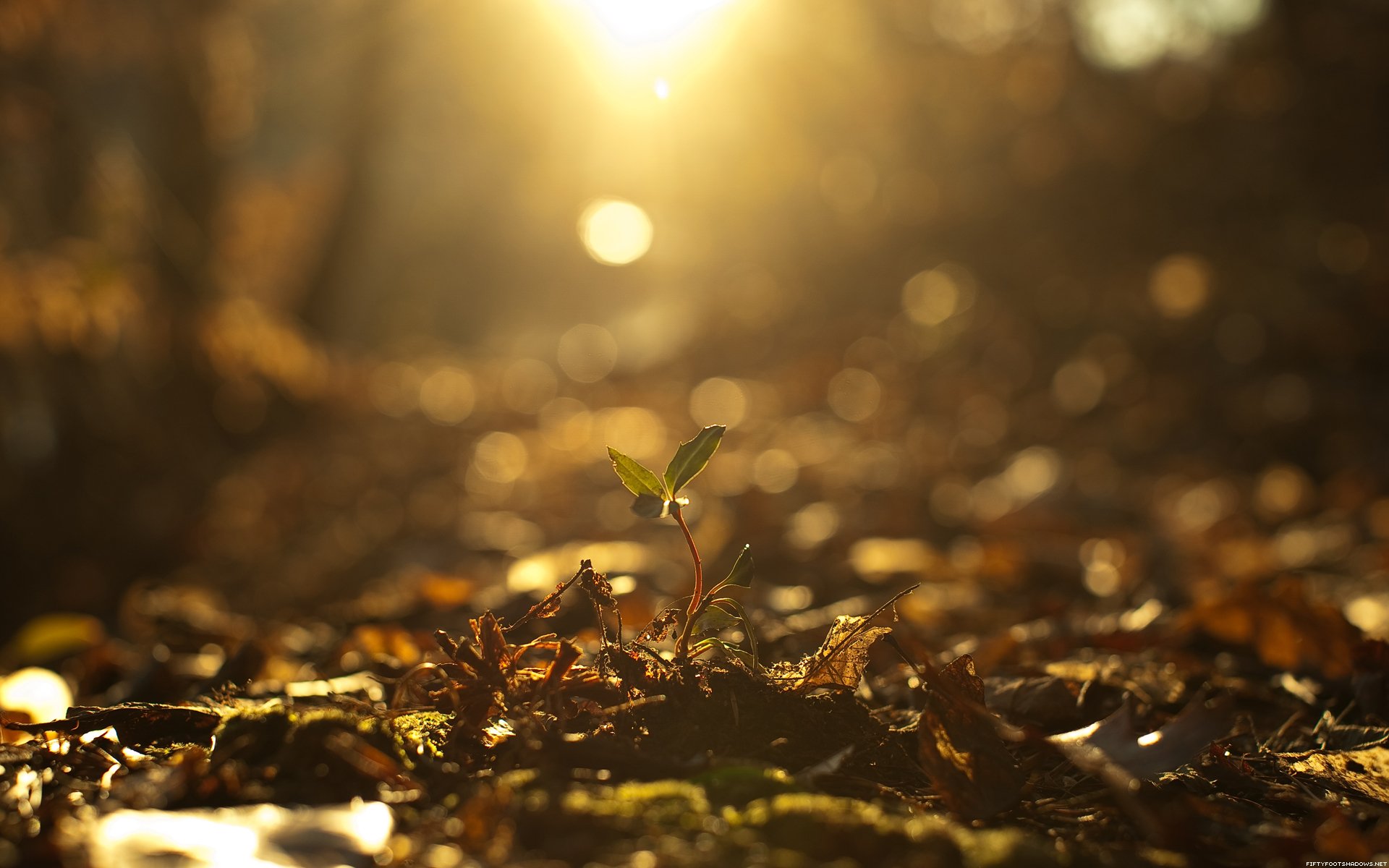 germoglio luce autunno