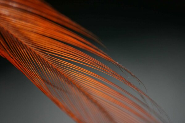 Orange feather on a black background