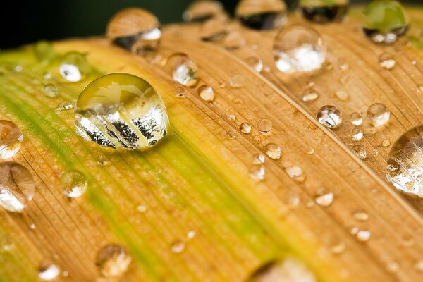 Dew drops on a yellow leaf