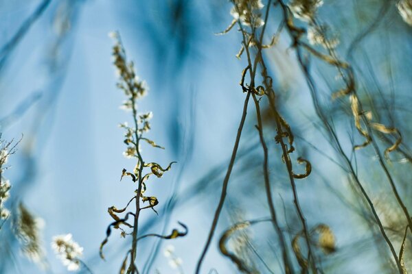 Herbe sur fond bleu