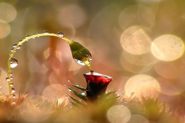 A beautiful flower in dew drops