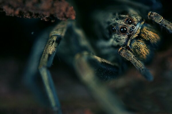 Macro araña a la espera de la presa