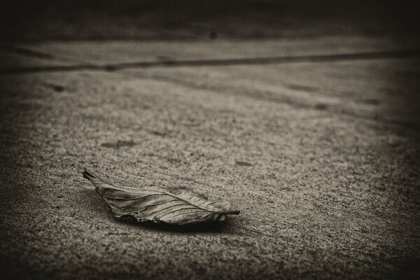 A dead leaf lies on the gray asphalt