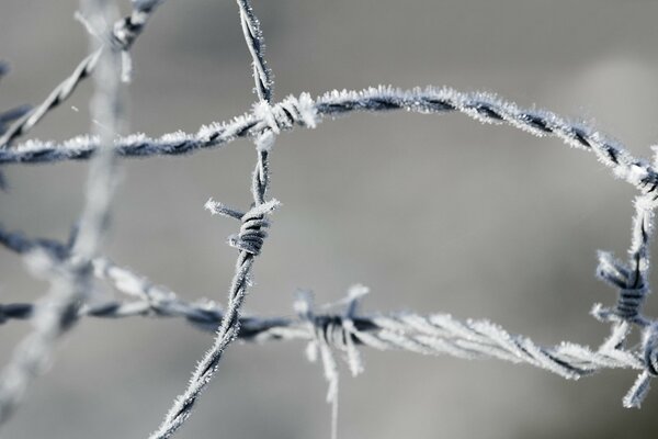 Barbed wire scares with its inaccessibility