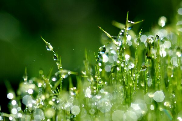 Приближённое фото капель росы на зелёной траве