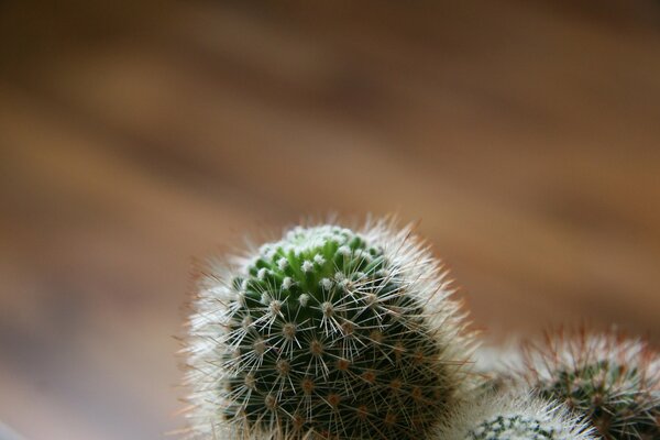 Spine di cactus su sfondo sfocato