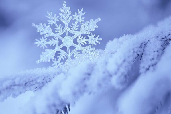 A big snowflake on a spruce branch