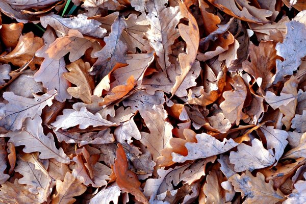 Autumn withered oak leaves