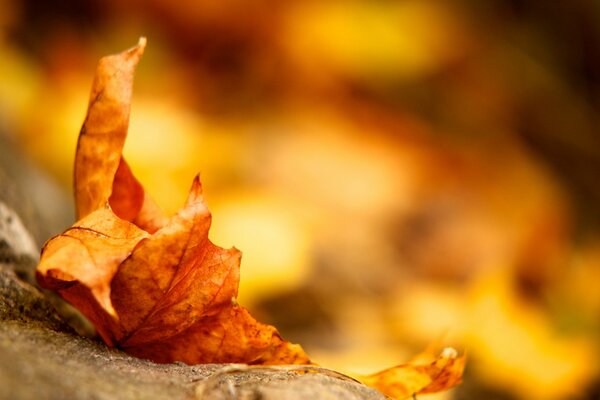 Makrofoto eines getrockneten Blattes im Herbst