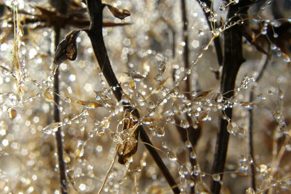 Dew drops plants morning