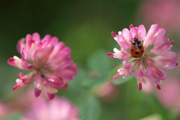 Ladybug in clover boke