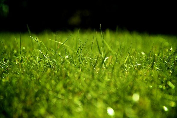 Prato con erba verde in rugiada