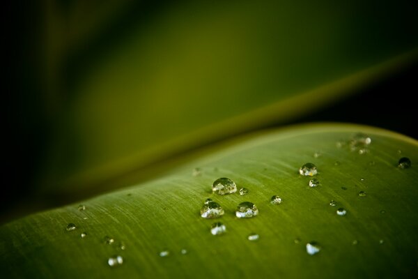 A few drops on a green leaf